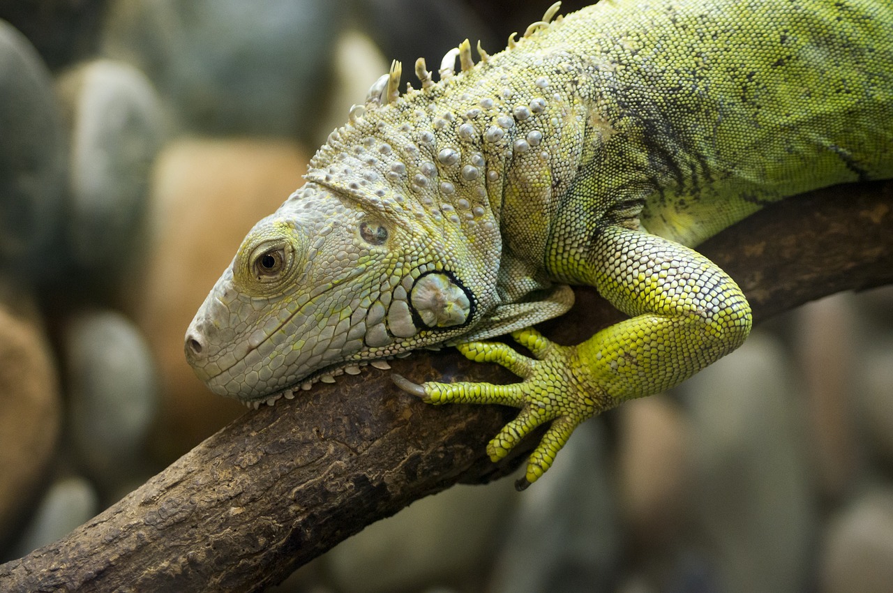 iguana  lizard  dragon free photo