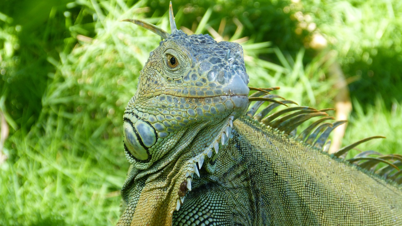 iguana  animals  lizard free photo