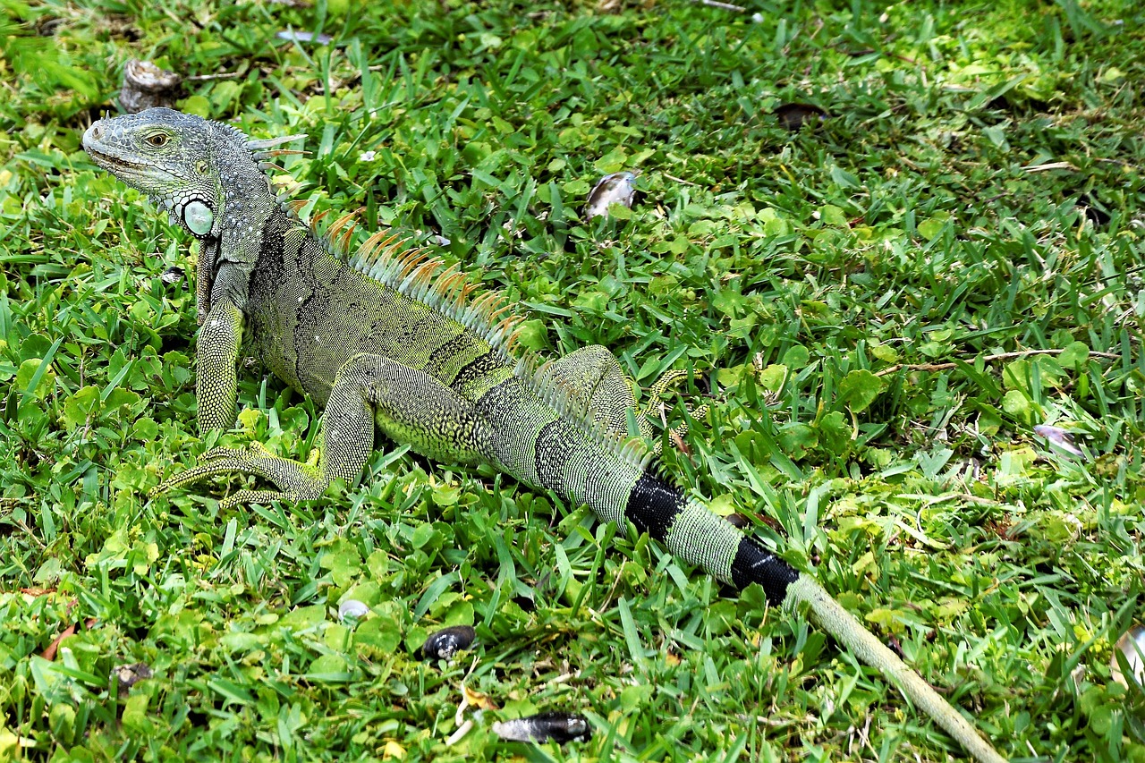 iguana  lizard  green free photo