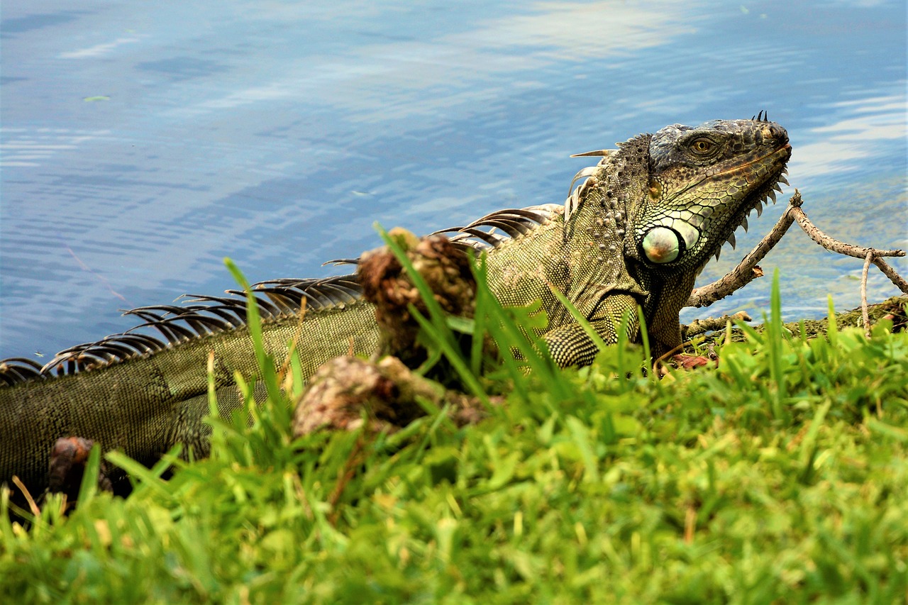 iguana  lizard  dragon free photo