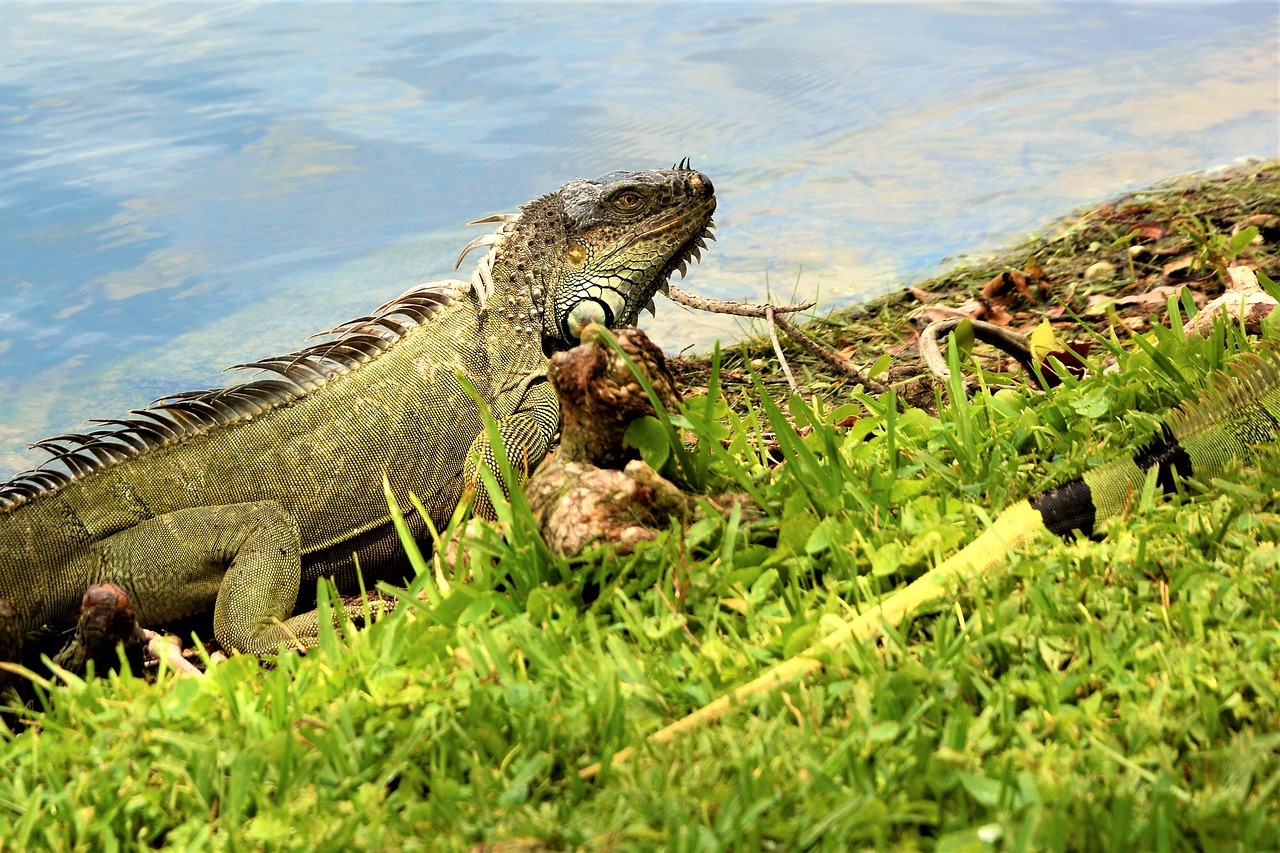 iguana  lizard  dragon free photo