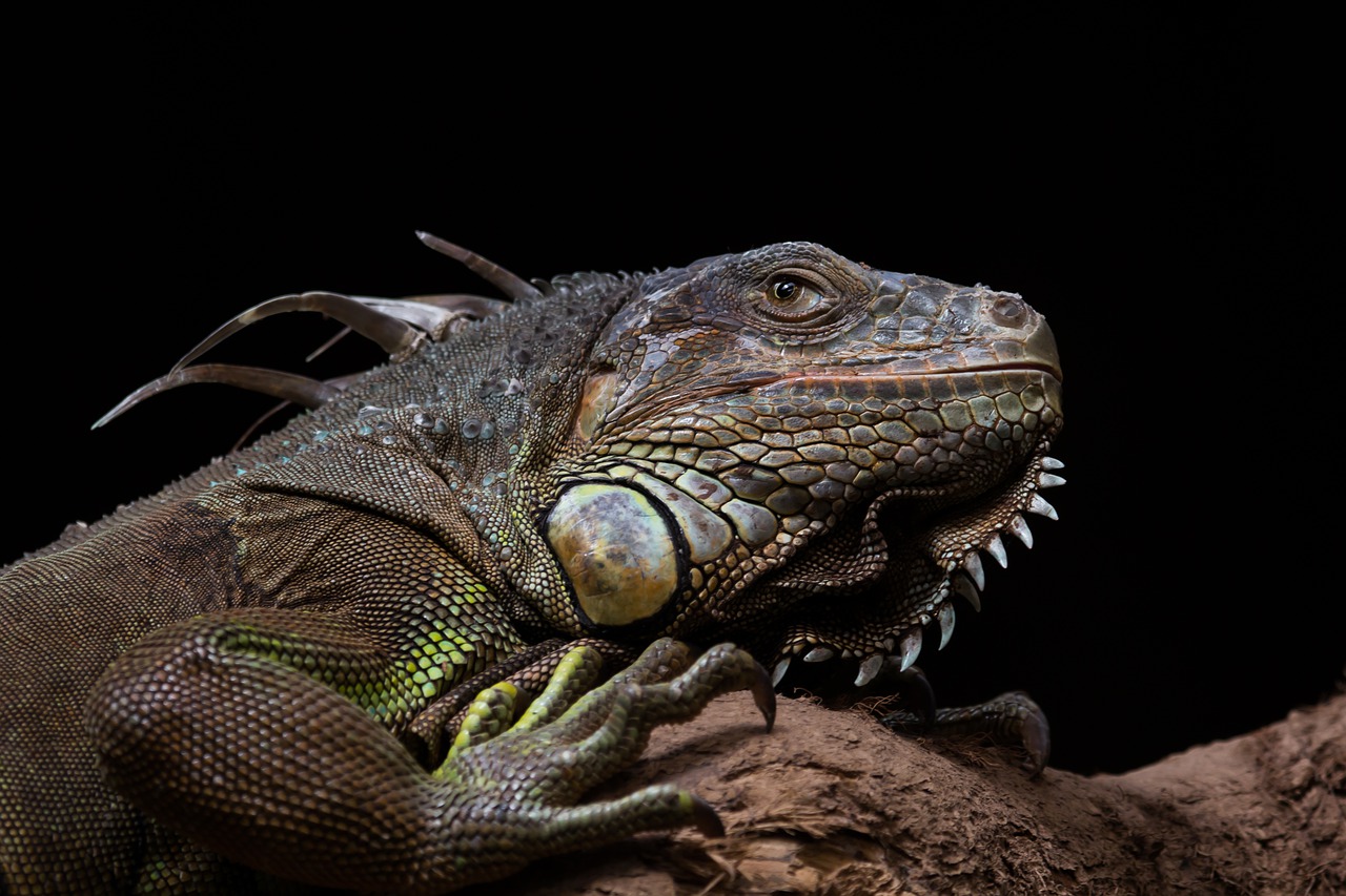 iguana  lizard  green free photo