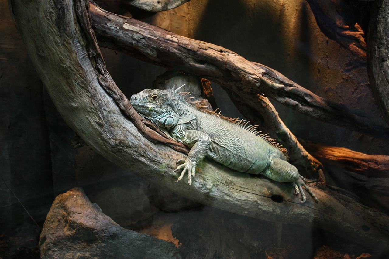 iguana claws konar free photo