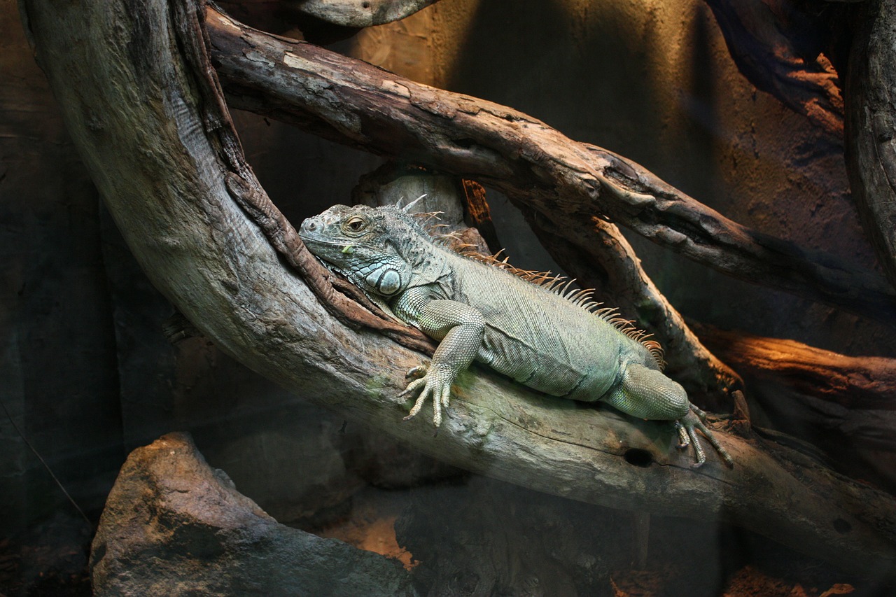 Iguana,claws,konar,the lizard,lizard - free image from needpix.com