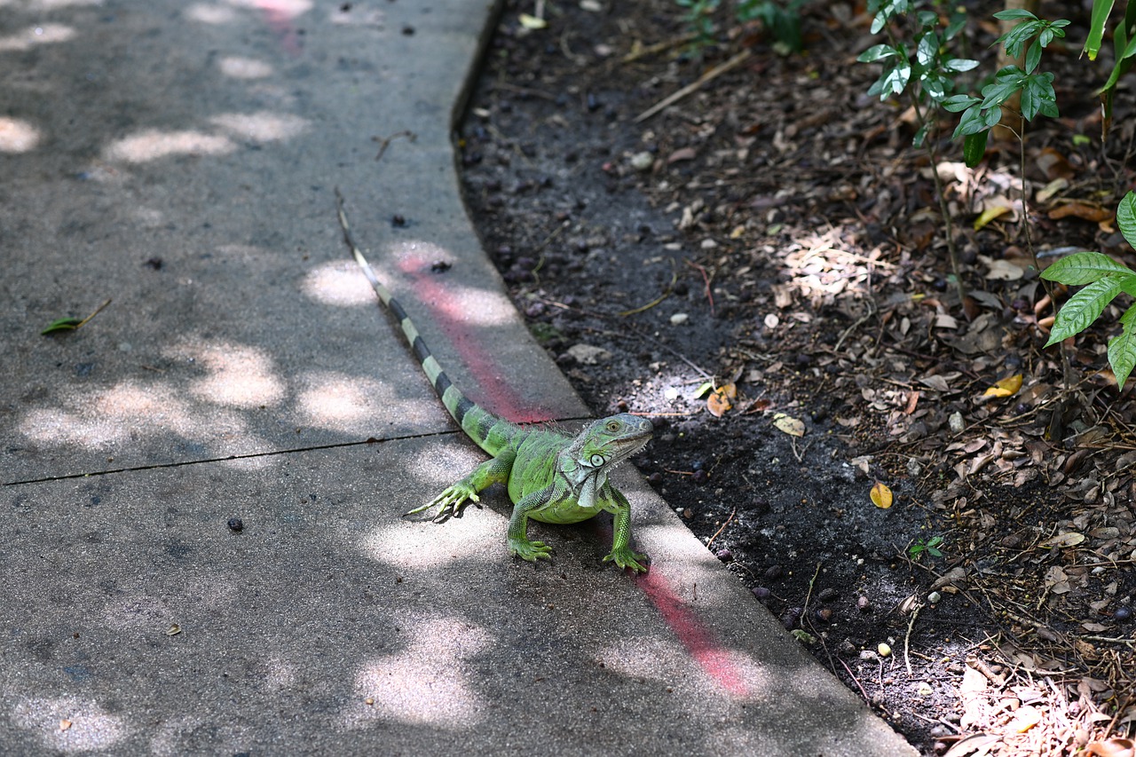 iguana  zoo  nature free photo