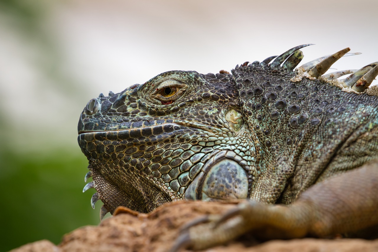 iguana  reptile  fauna free photo