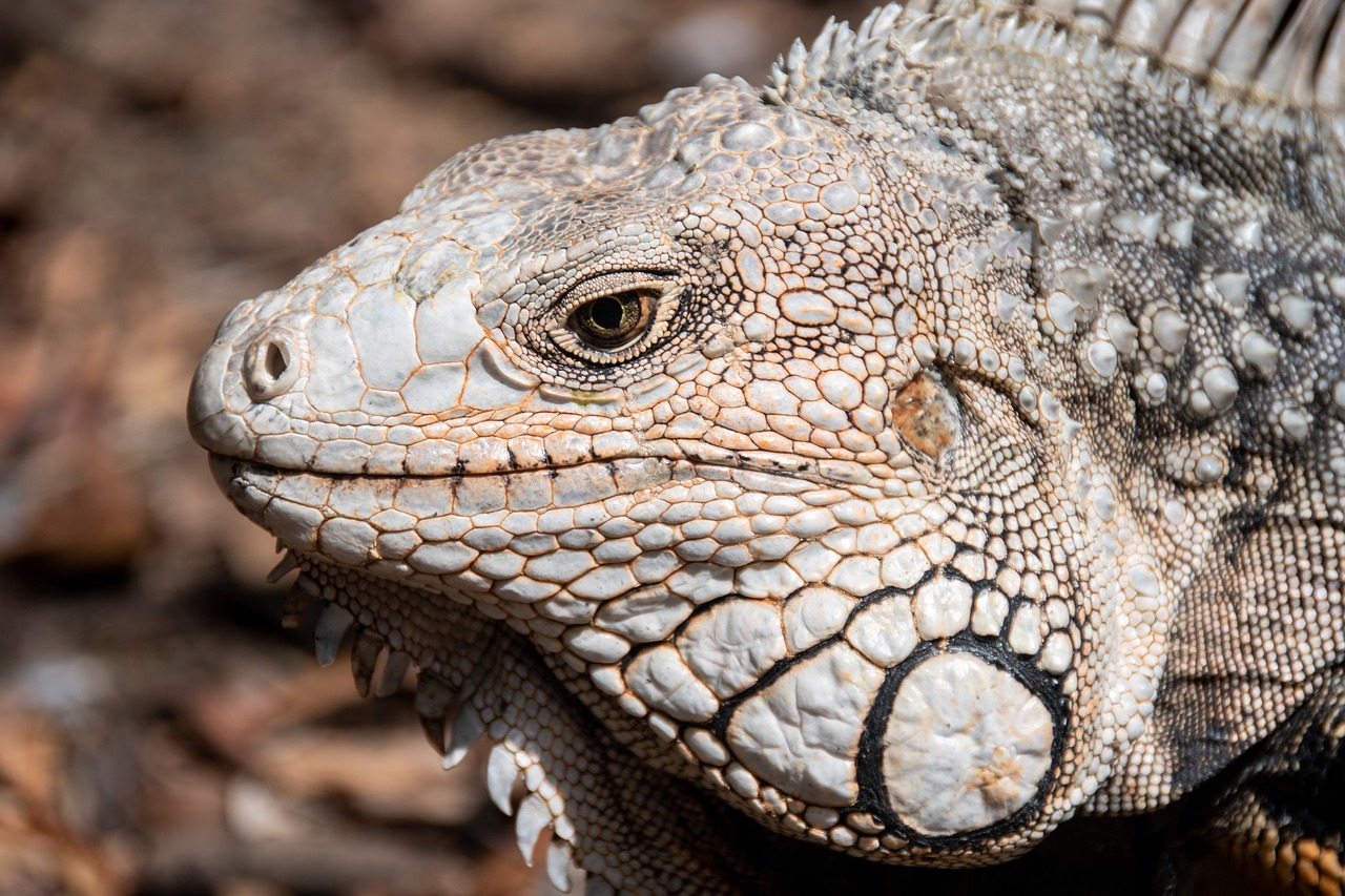 iguana  lizard  reptile free photo