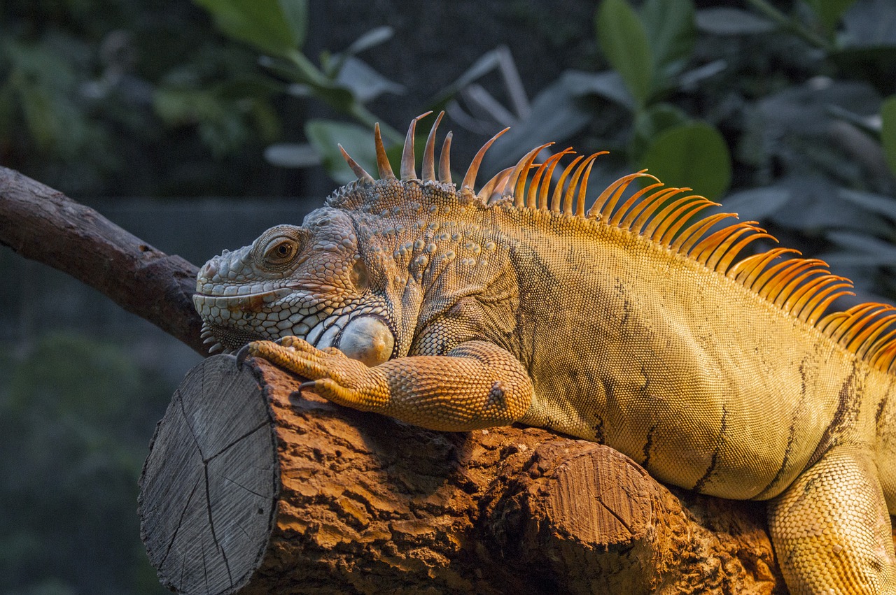 iguana  zoo  paris free photo