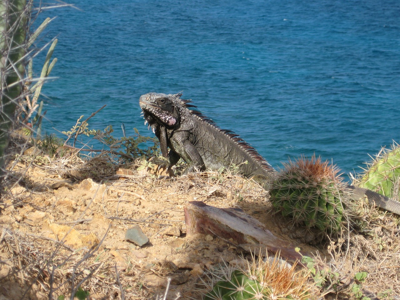 iguana dragon lizard free photo
