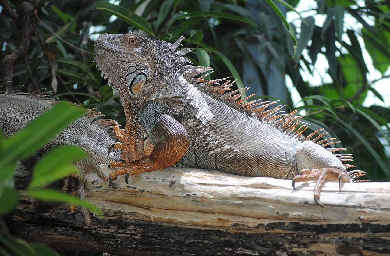 iguana terrarium lizard free photo