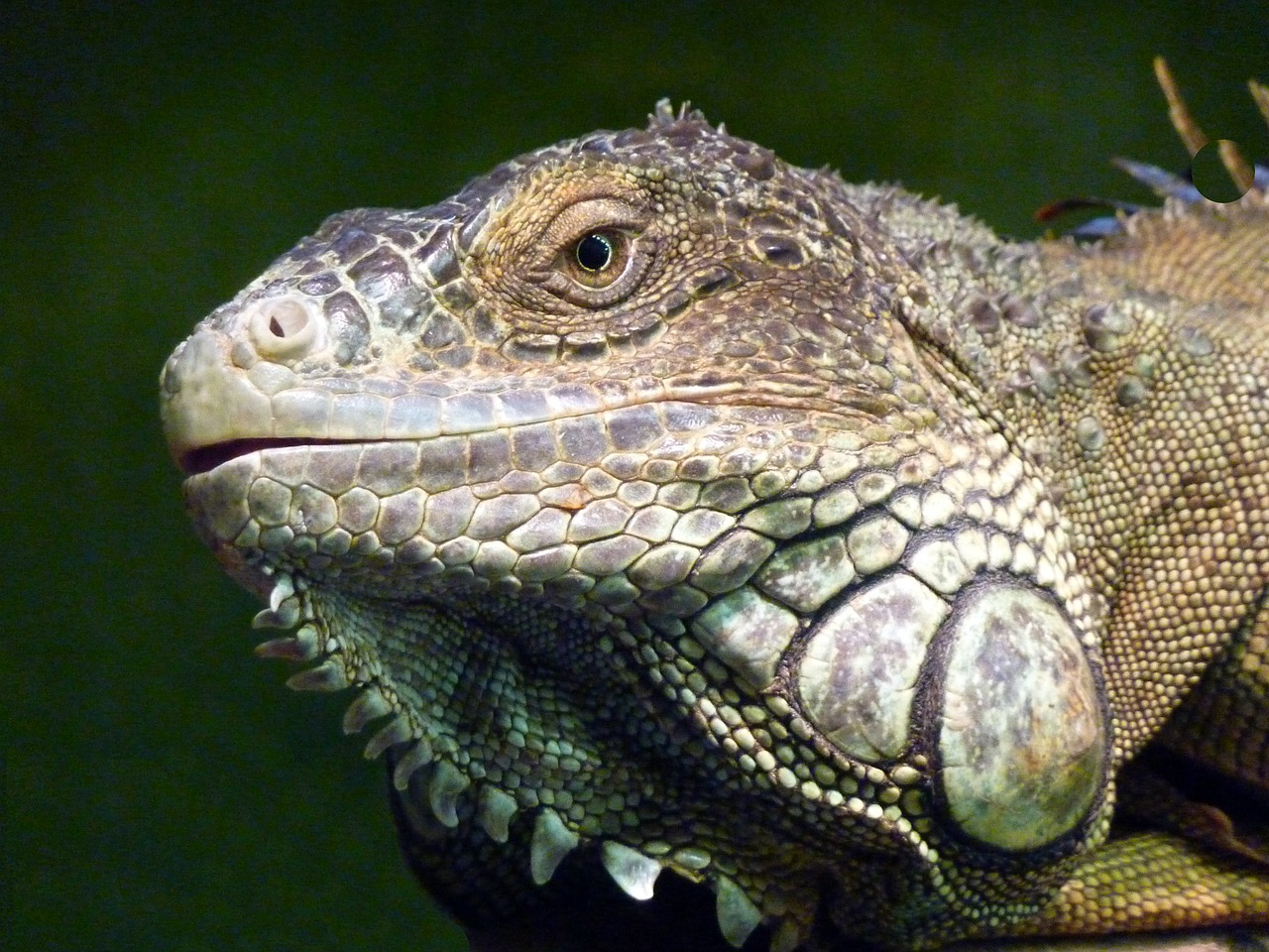 iguana reptile lizard free photo