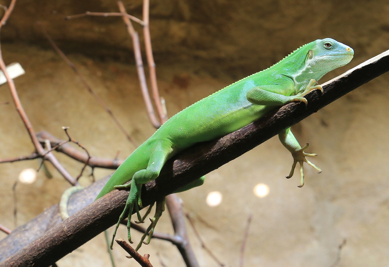 iguana lizard reptile free photo