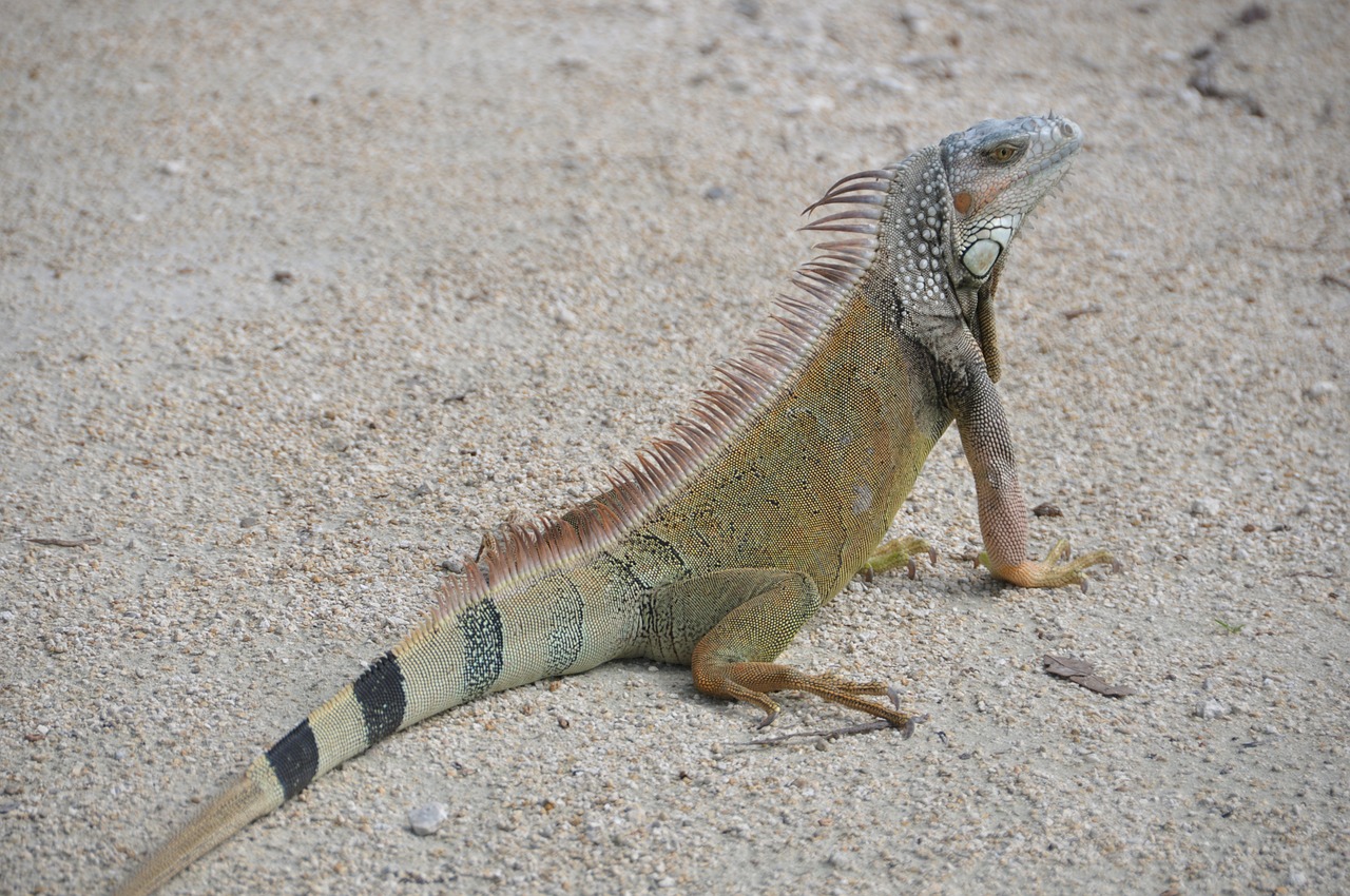 iguana sand creature free photo