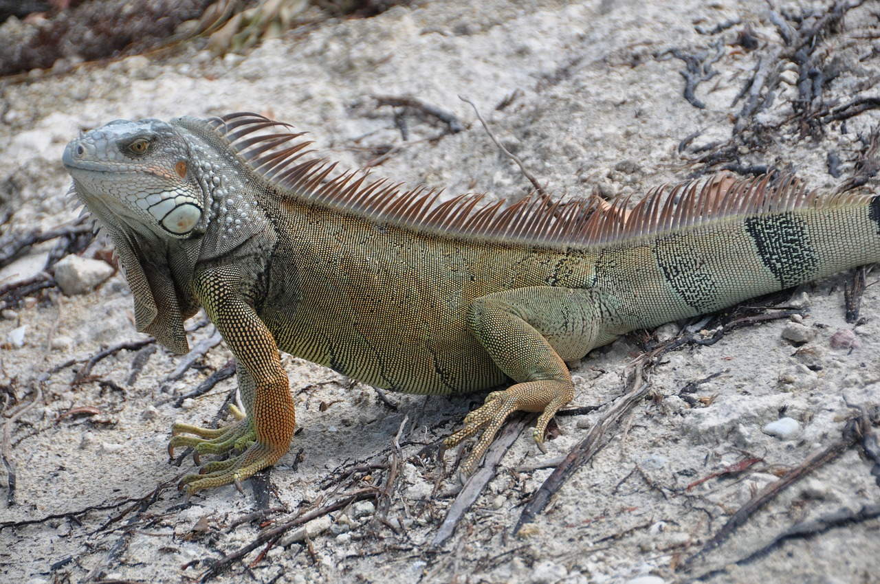 iguana lizard animal world free photo