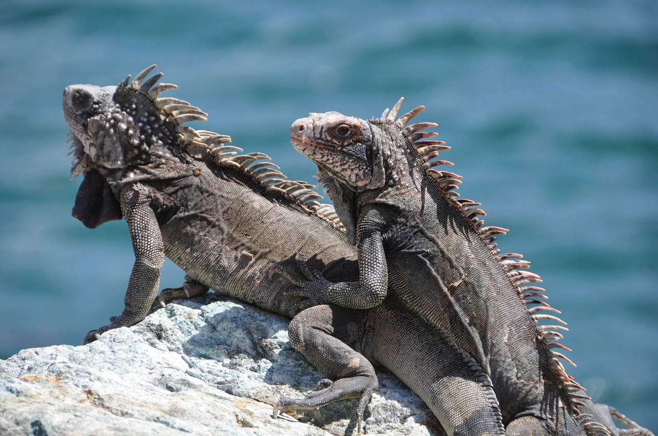 iguana stone sea free photo
