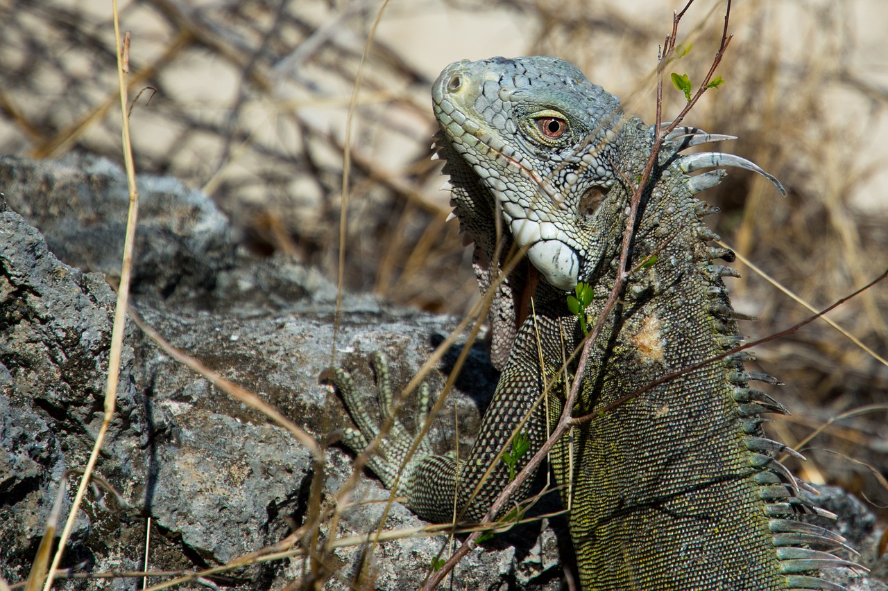 iguana reptile lizard free photo