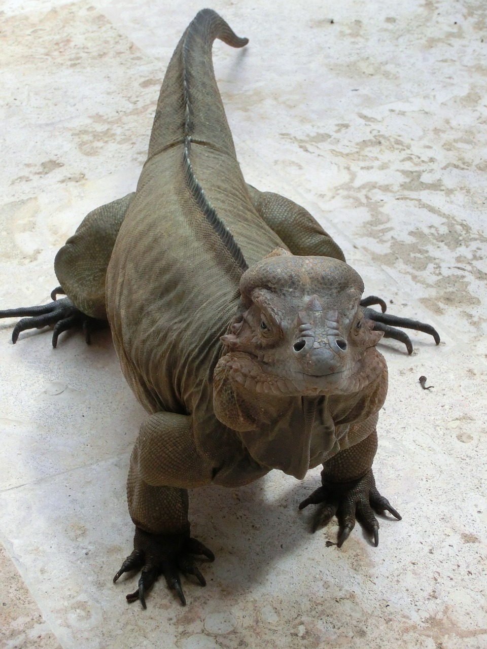 iguana lizard reptile free photo