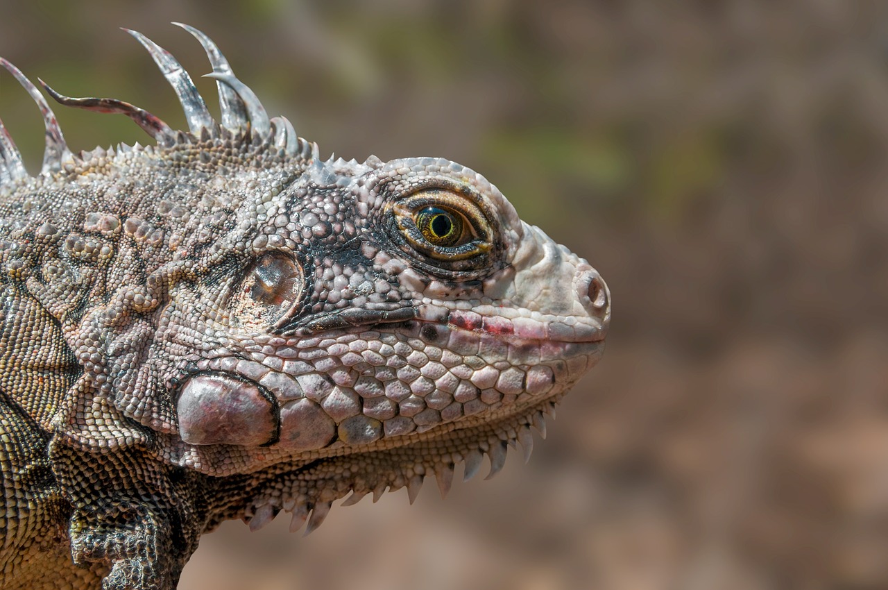 iguana reptile wildlife free photo