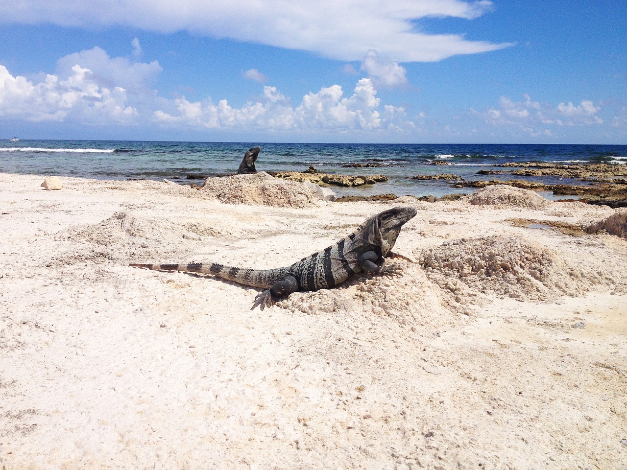 iguana animal reptile free photo