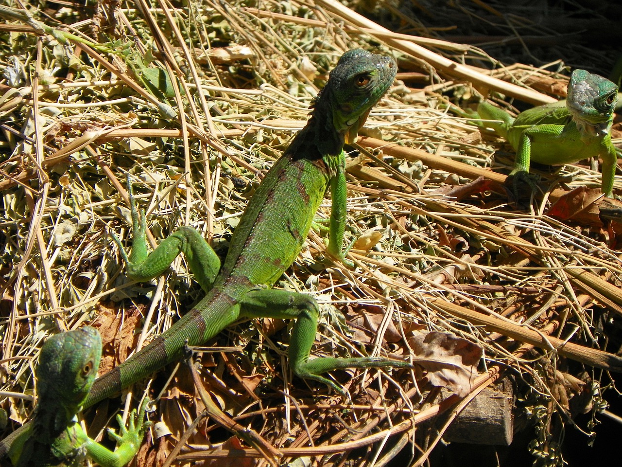 iguana nature reptile free photo