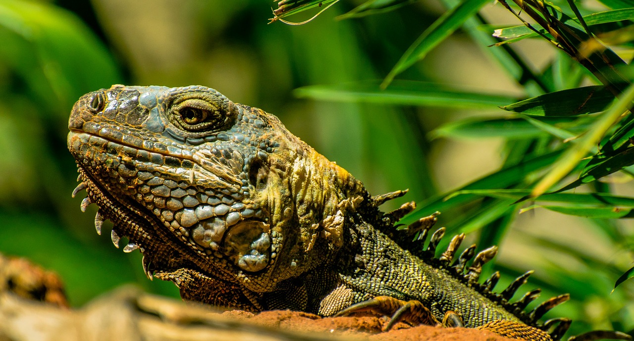 iguana animals animal world free photo