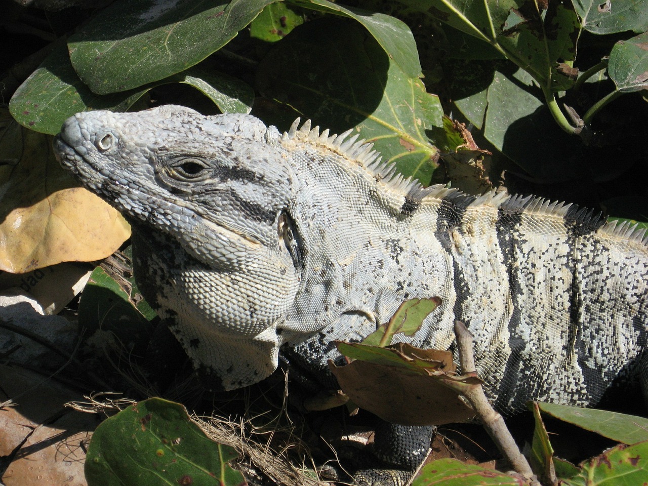 iguana reptile wildlife free photo
