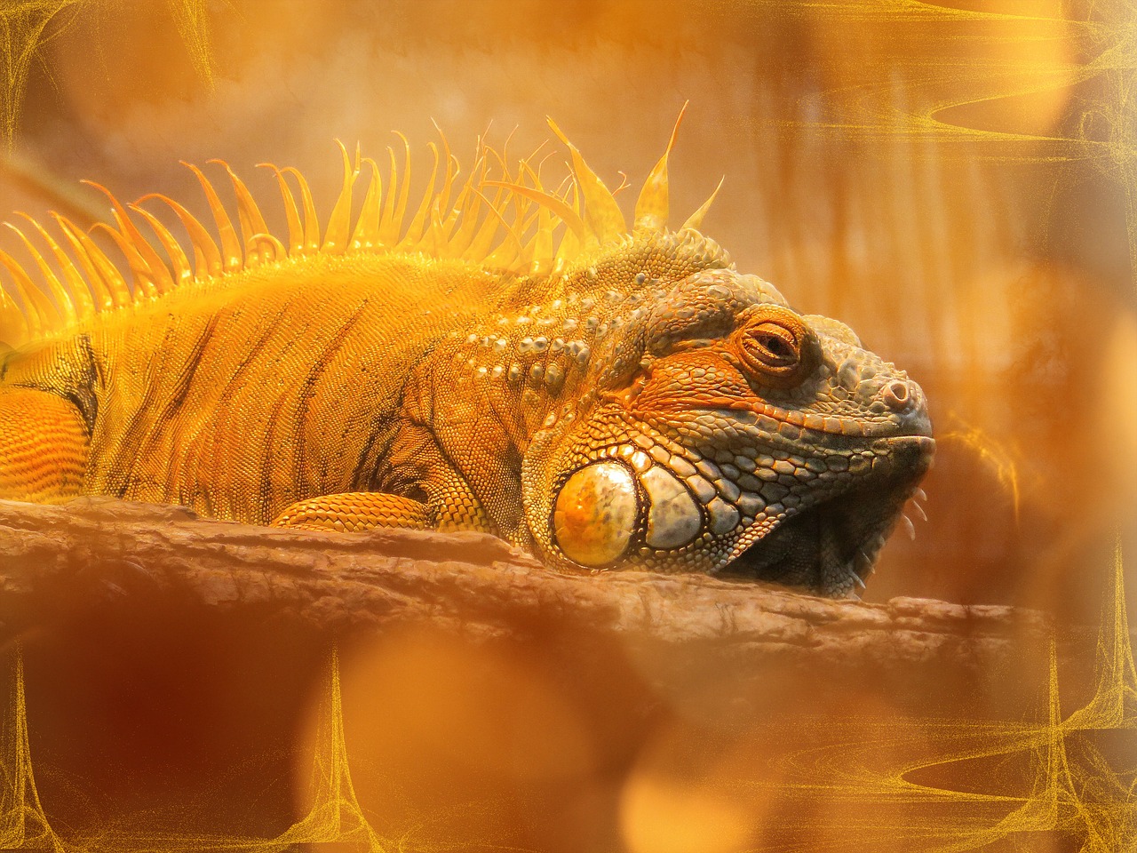 iguana dragon orange free photo