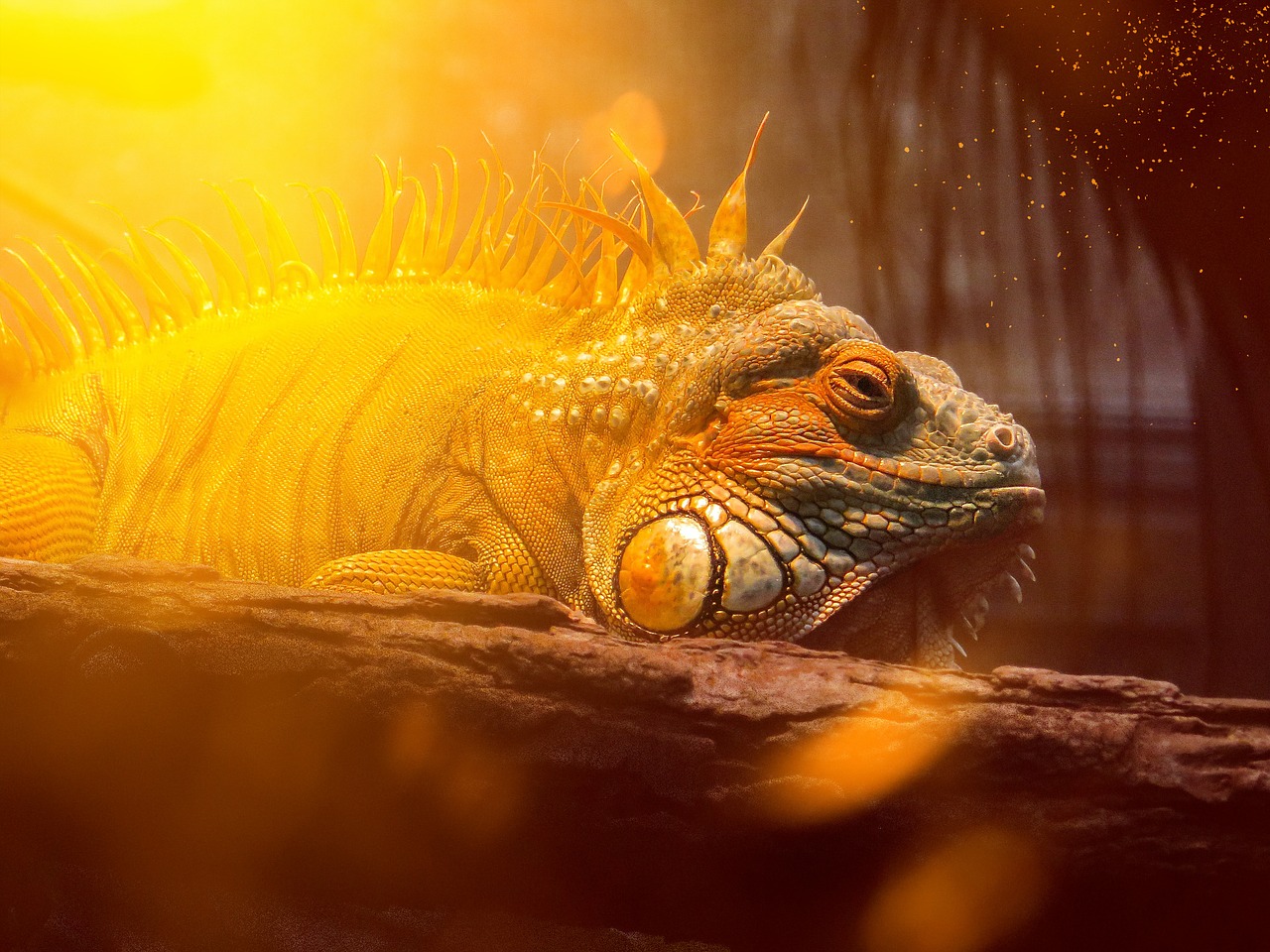 iguana reptile animal free photo