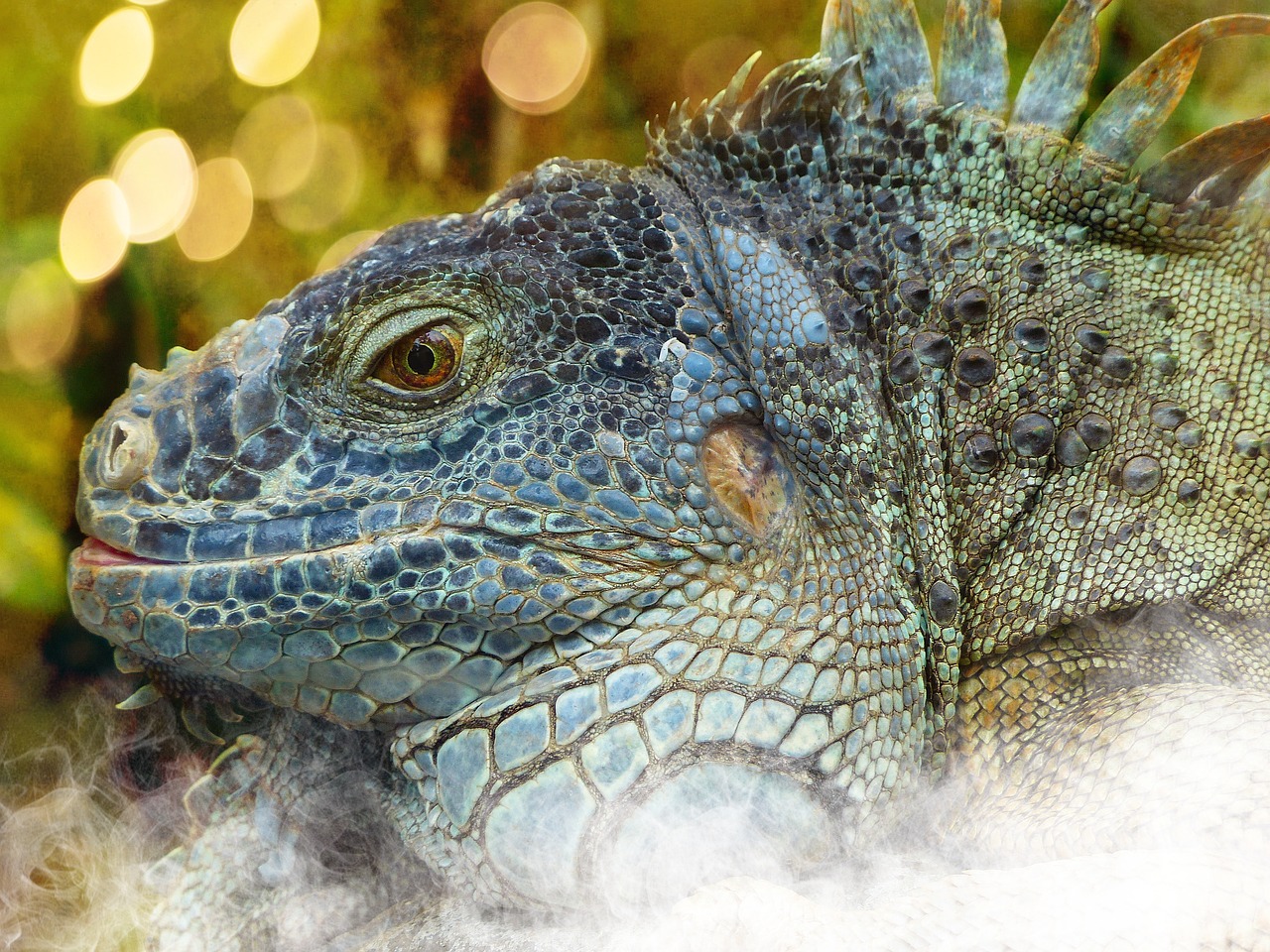 iguana dragon reptile free photo