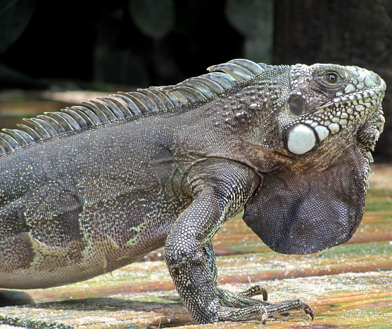 iguana lizard animal free photo