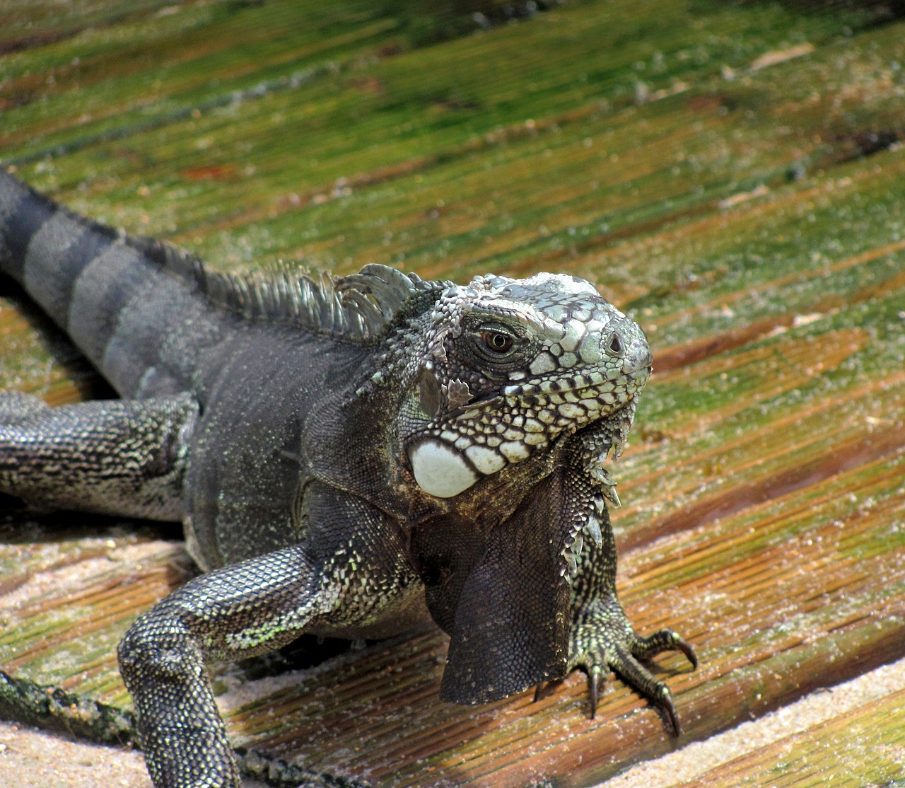 iguana lizard animal free photo