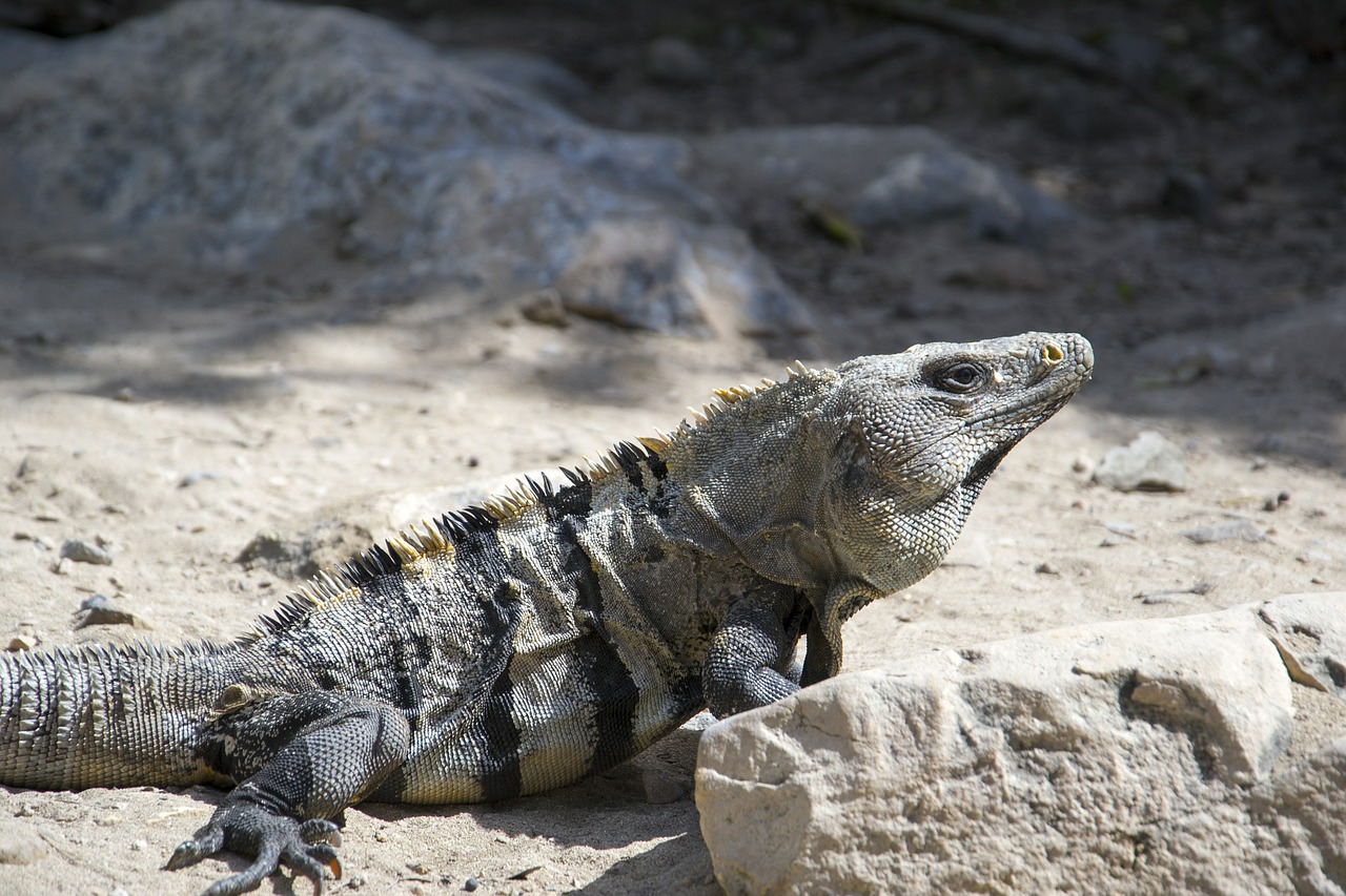 iguana mexico animal free photo