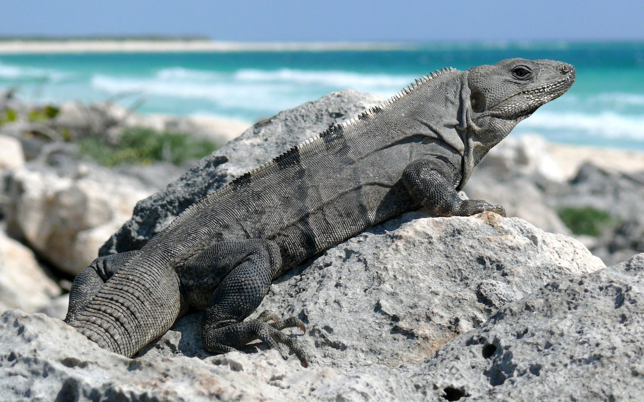 iguana black spiny free photo