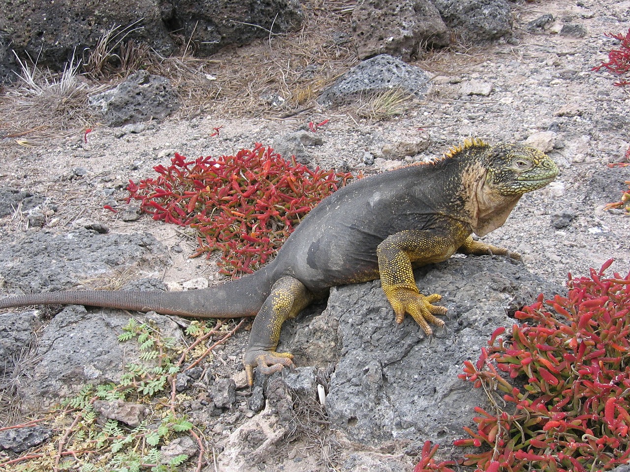 iguana galapagos beach free photo