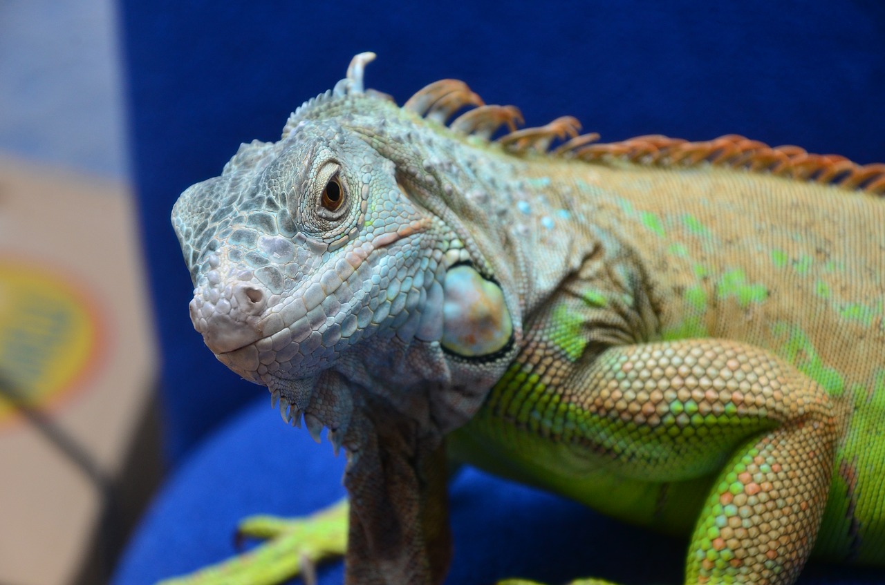 iguana reptiles dragon free photo