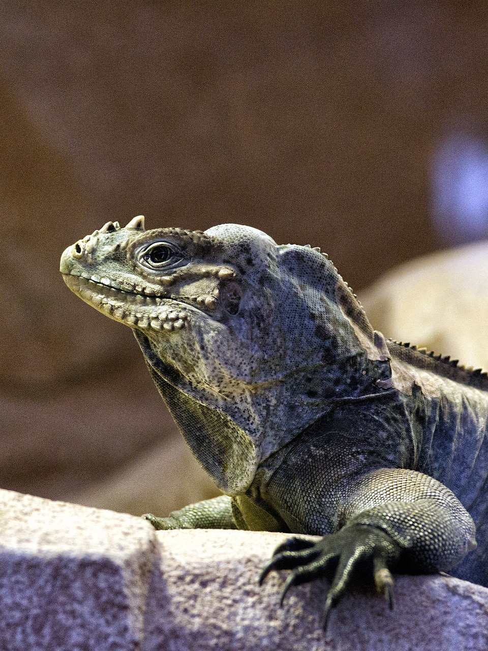 iguana reptile dinosaur free photo