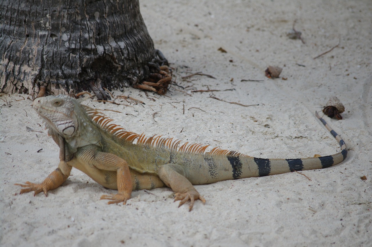 iguana beach summer free photo