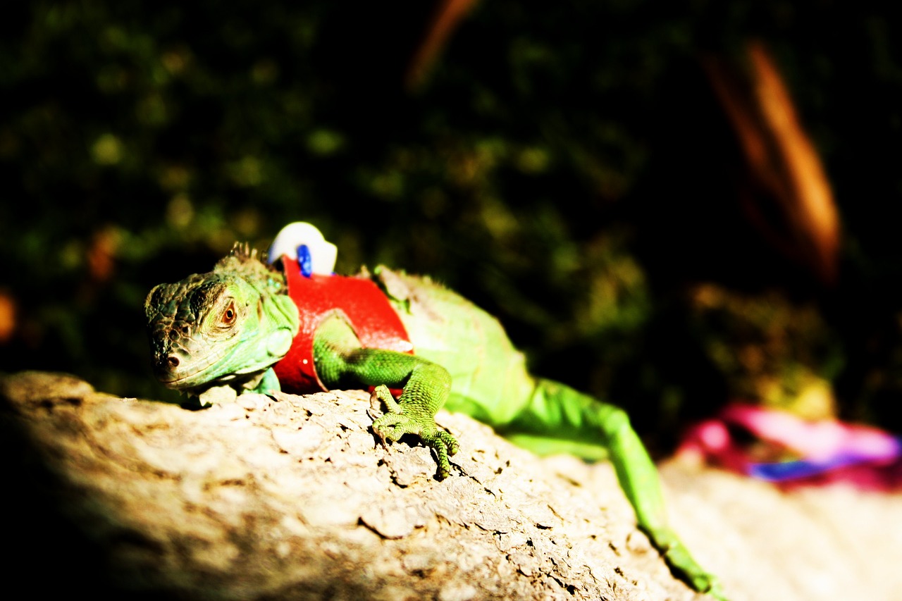 iguana green pet free photo