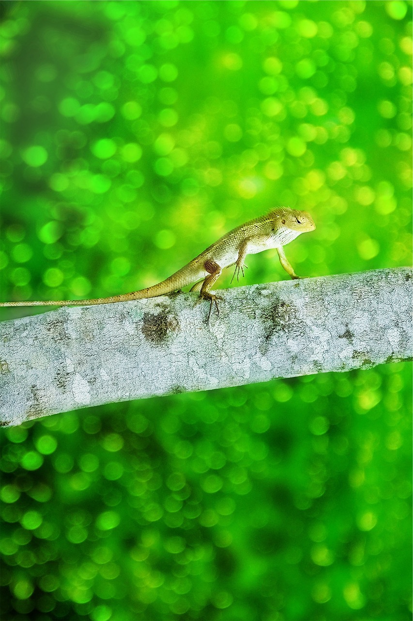 iguana lizard animal free photo