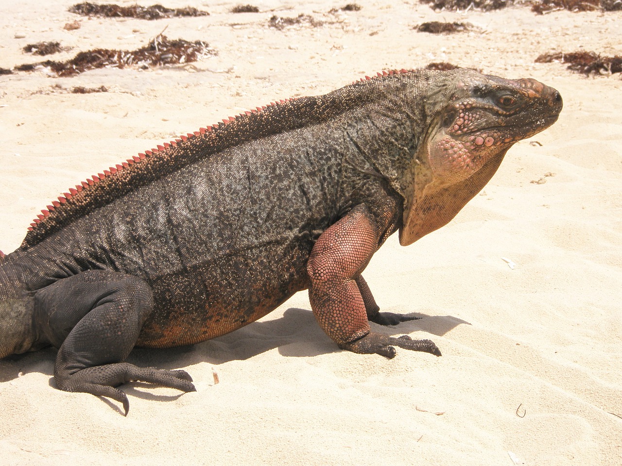 iguana black spiny free photo