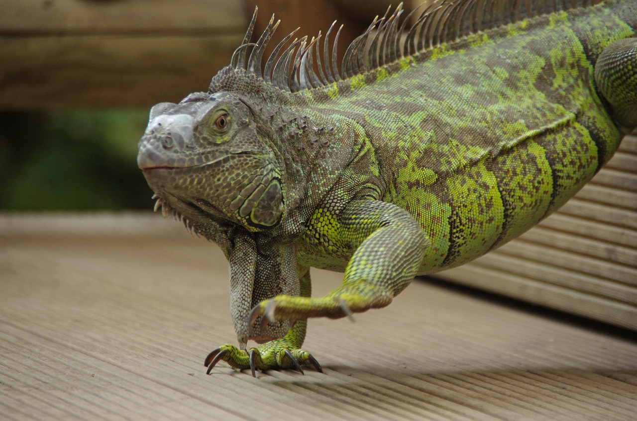iguana mariposario de benalmadena animal free photo