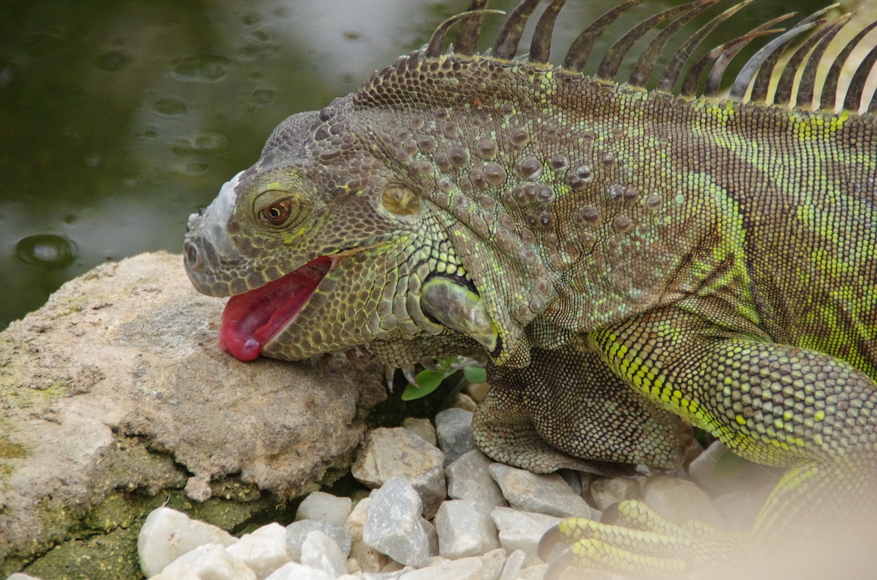iguana licking reptile free photo