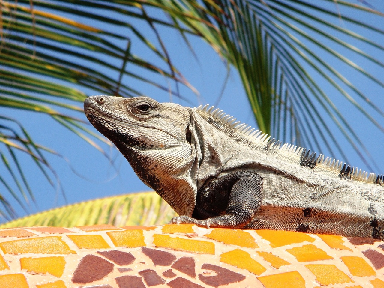 iguana mexico palm free photo