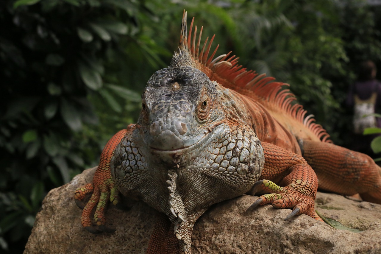 iguana animal lizard free photo