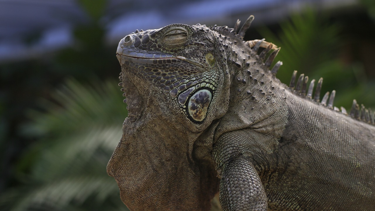 iguana lizard animal free photo