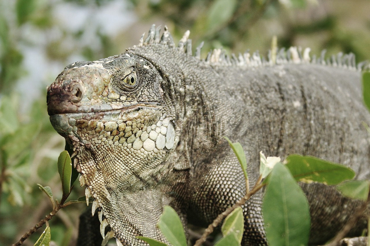 iguana animal reptile free photo