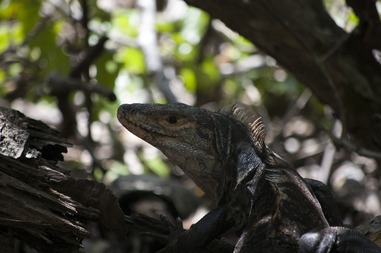iguana forest amphibian free photo