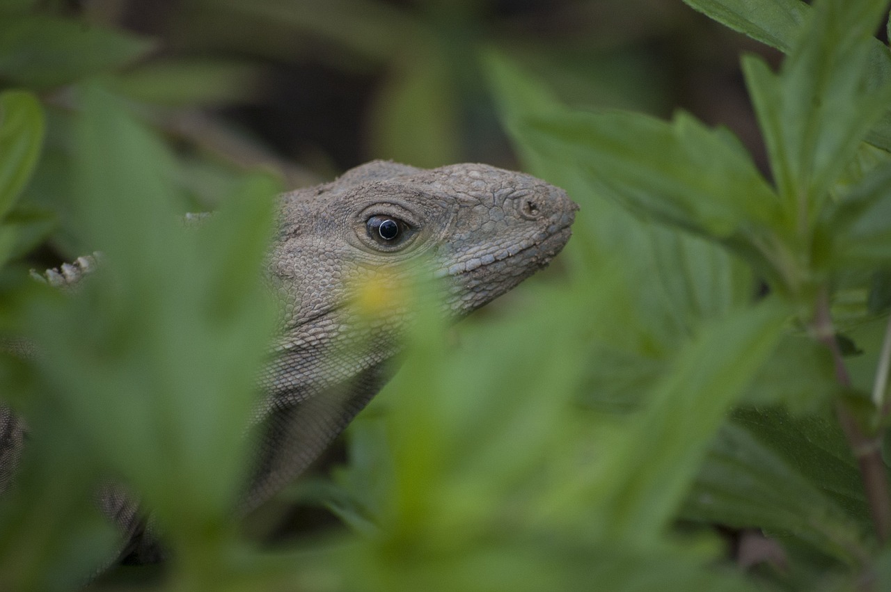 iguana reptile lizard free photo