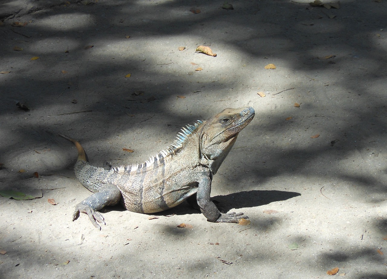 iguana costa rica dragon free photo