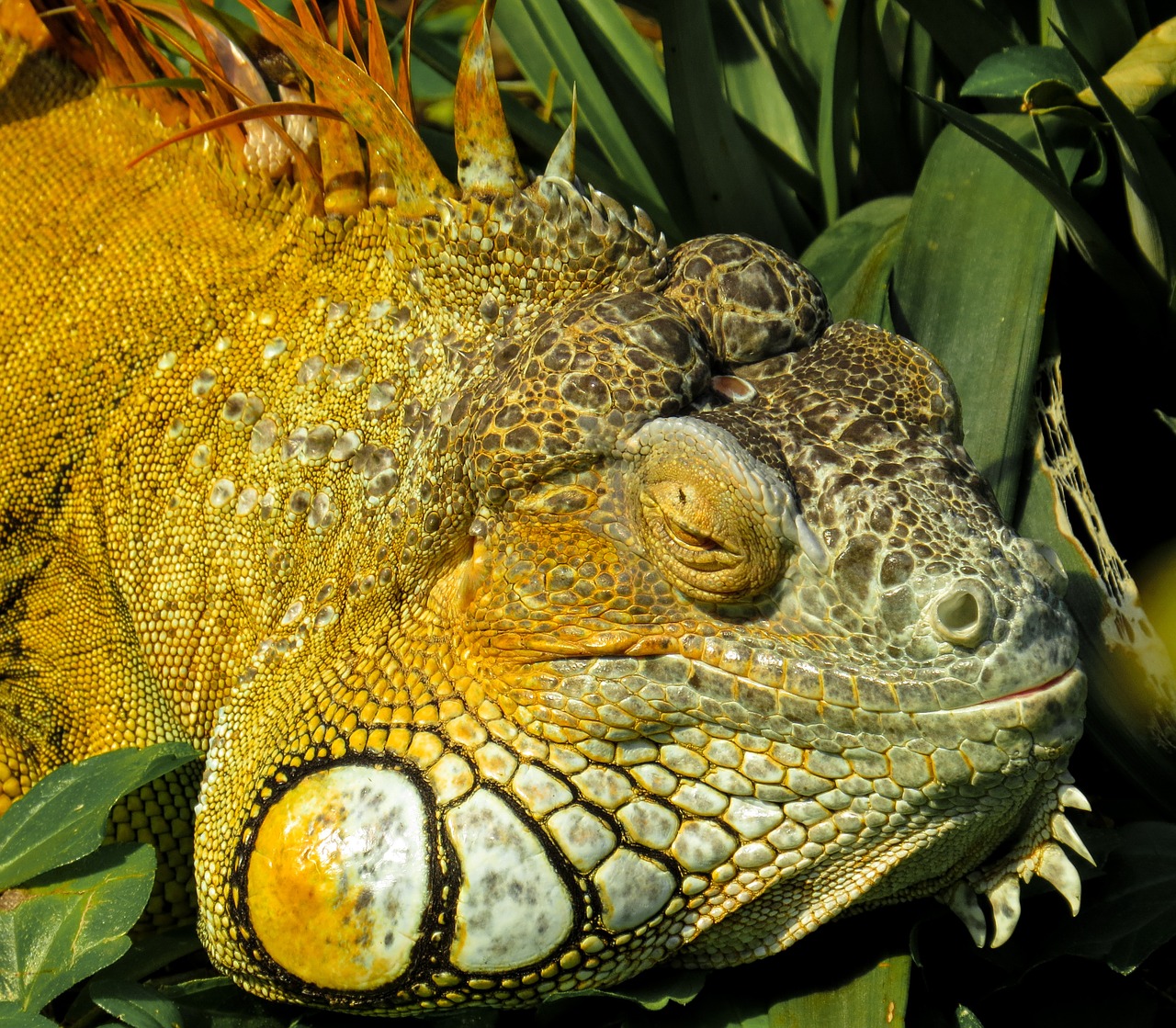 iguana close reptile free photo